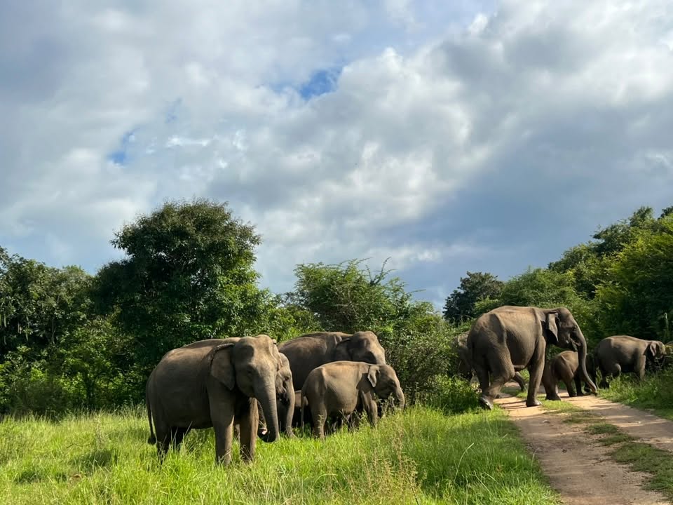 Sri Lankan elephant in the mist